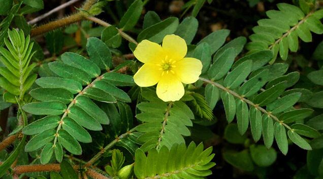 tribulus Gluconol-en